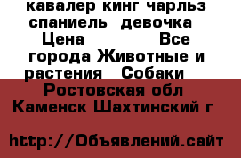  кавалер кинг чарльз спаниель -девочка › Цена ­ 45 000 - Все города Животные и растения » Собаки   . Ростовская обл.,Каменск-Шахтинский г.